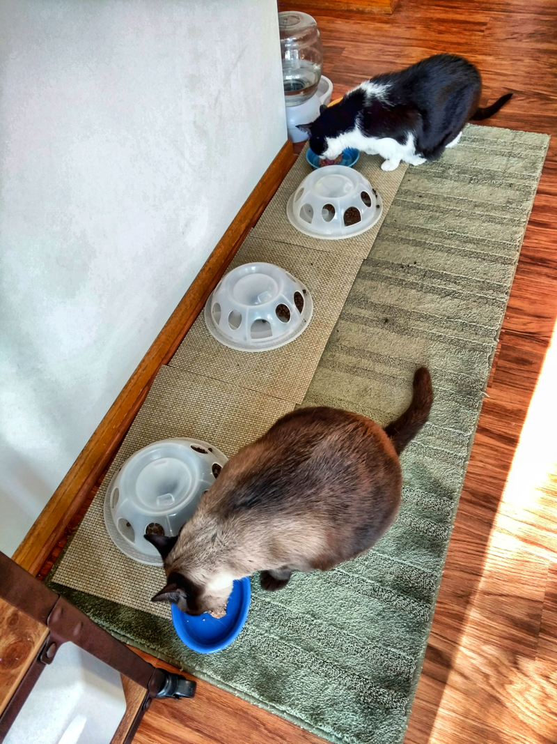 Illustration for article titled We can't leave any cat food out because one of our cats is having teeth pulled in the morning (MEOWUPDATED)